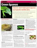 Book cover image of Green Iguanas (Quamut) by Quamut