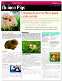 Book cover image of Guinea Pigs (Quamut) by Quamut